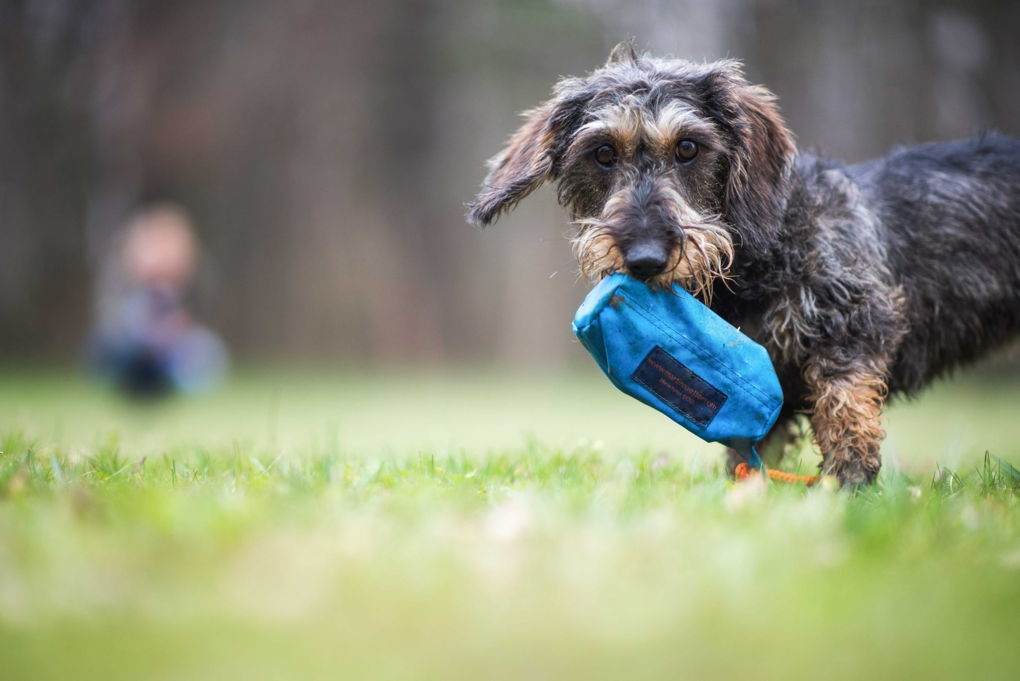 Module 10 - Dog-Appropriate Training and Activities