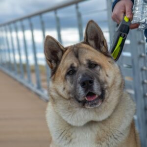 Ein entzückender Hund an der Leine steht neben der Person.