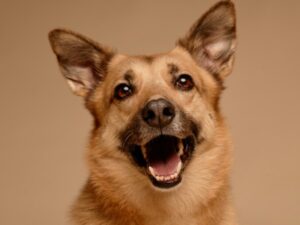 Porträt eines Deutschen Schäferhundes, der mit offenem Maul und aufmerksamem Ausdruck in die Kamera blickt, die Ohren gespitzt, was seine verspielte Natur und Aufmerksamkeit zeigt.