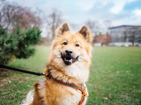Ein glücklicher Hund genießt einen Spaziergang im Park.