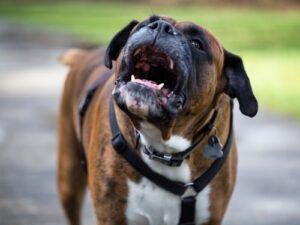 Hund bellt andere Hunde an