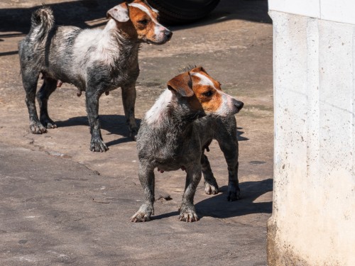 Hunde hören draußen nicht,