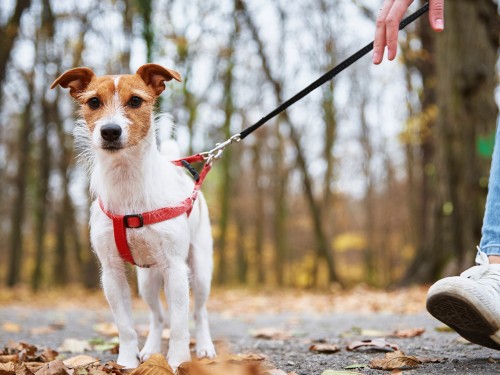 Überforderter Hund zieht stark an der Leine 