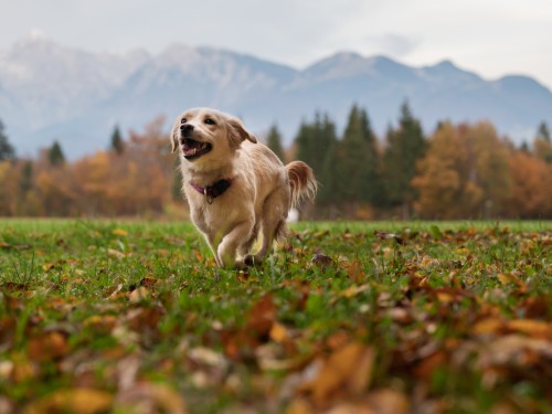 Hund ignoriert Rückruf draußen auf Wiese