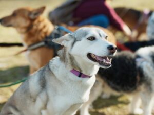Überforderter Hund im Gruppentraining