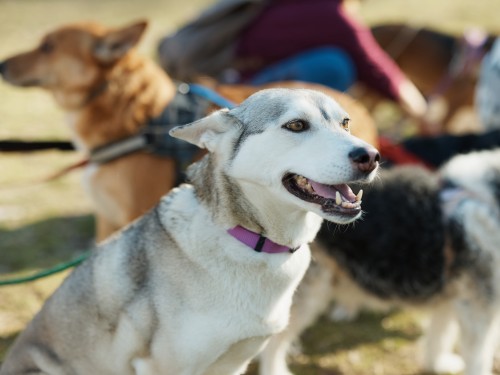 Überforderter Hund im Gruppentraining