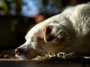 Ruhiger Hund entspannt zuhause