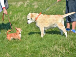 Ruhige Hundebegegnung mit Abstand