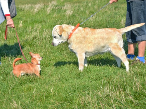 Ruhige Hundebegegnung mit Abstand