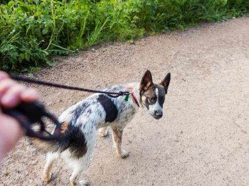 Gestresster Hund mit gespannter Leine
